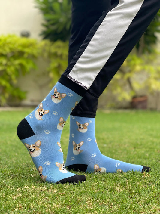 Light blue dog