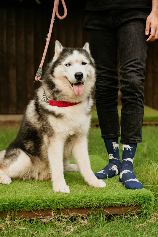 Woof Walkers