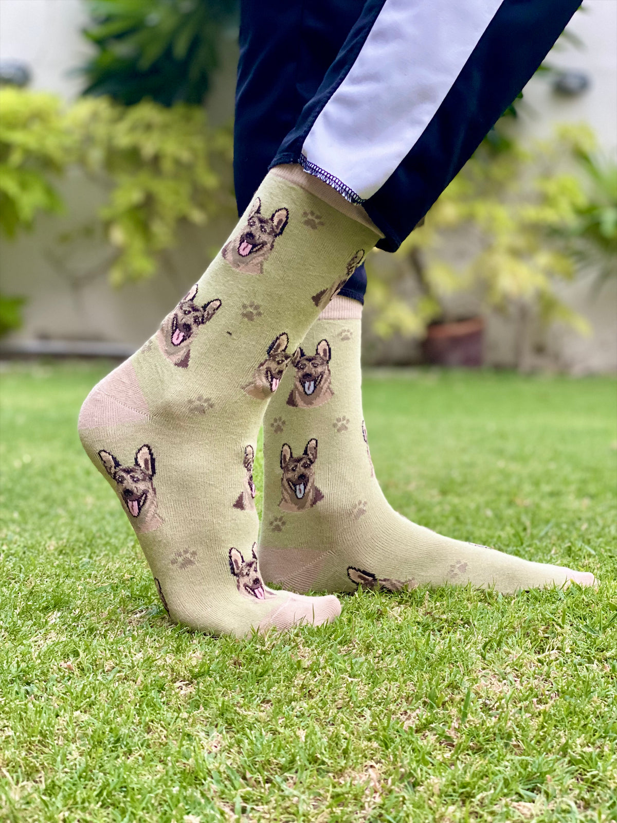 German shepherd (paws)