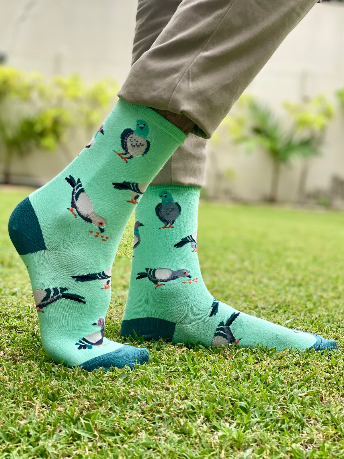 Pigeon socks