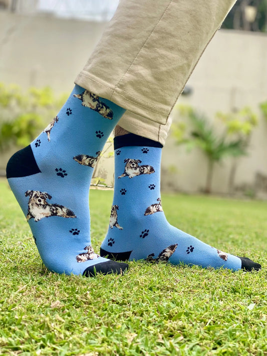 Blue dog