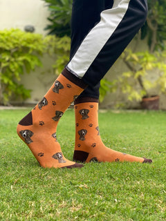Brown dog (2)